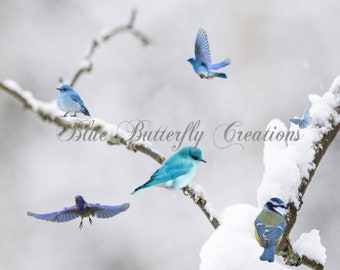 Winter bird Overlays, Blue jay overlay, Blue bird clipart, Snow Bird overlays, Card making clipart, Invitation clipart