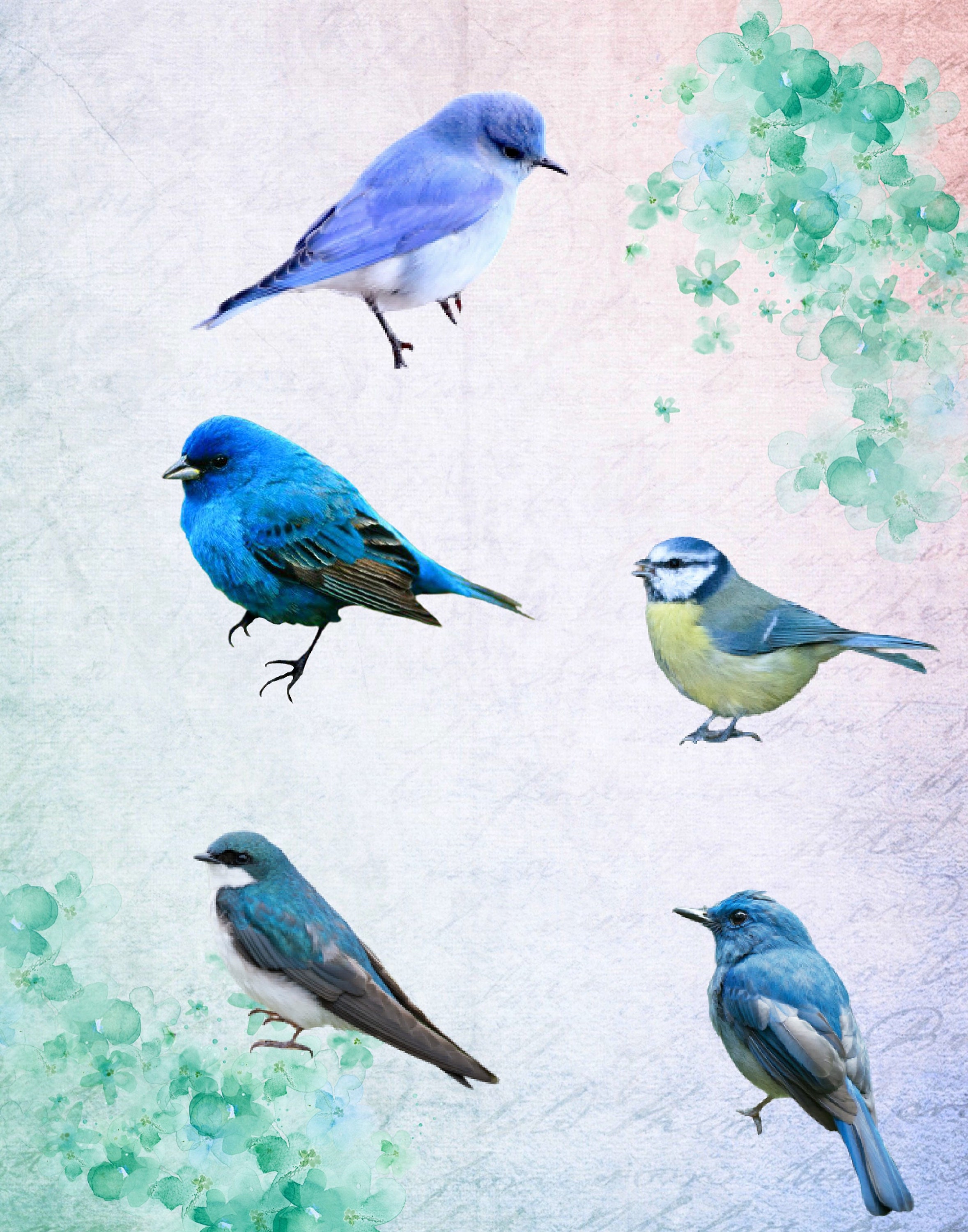 Bird Pattern Overlay Blue Bird Overlays, Winter Bird Clipart, Scrapbook Bird Clipart, Spring ...