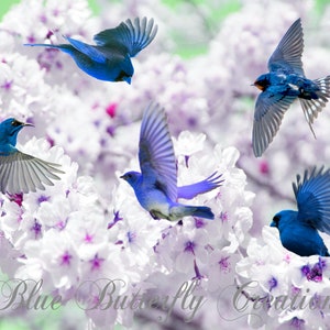 Clipart de pássaro azul voador, pássaros azuis de inverno, clipart de pássaros azuis em vôo, sobreposições de pássaros da neve, clipart para fazer cartões, clipart de convite