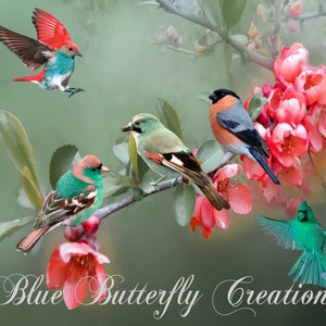 Sobreposições de pássaros coloridos, clipart de pássaros coloridos, clipart de pássaros de primavera, clipart de pássaros de verão, clipart de pássaros tropicais