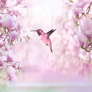 May include: A pink hummingbird in flight against a soft pink and white background of magnolia blossoms.