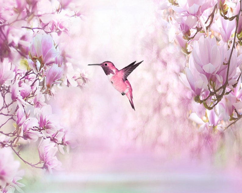 May include: A pink hummingbird in flight against a soft pink and white background of magnolia blossoms.