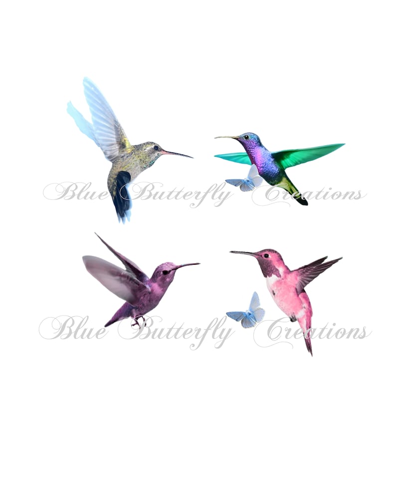 May include: Four hummingbirds in flight, two are purple, one is green and one is gray.  The hummingbirds are flying against a white background.