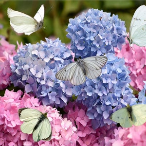 Weiße Schmetterling Overlays, Hochzeit Schmetterling Clipart, Weiße Schmetterlinge digitale Clipart, HochzeitSeinladung Clipart, Weiße Motten Foto Overlays