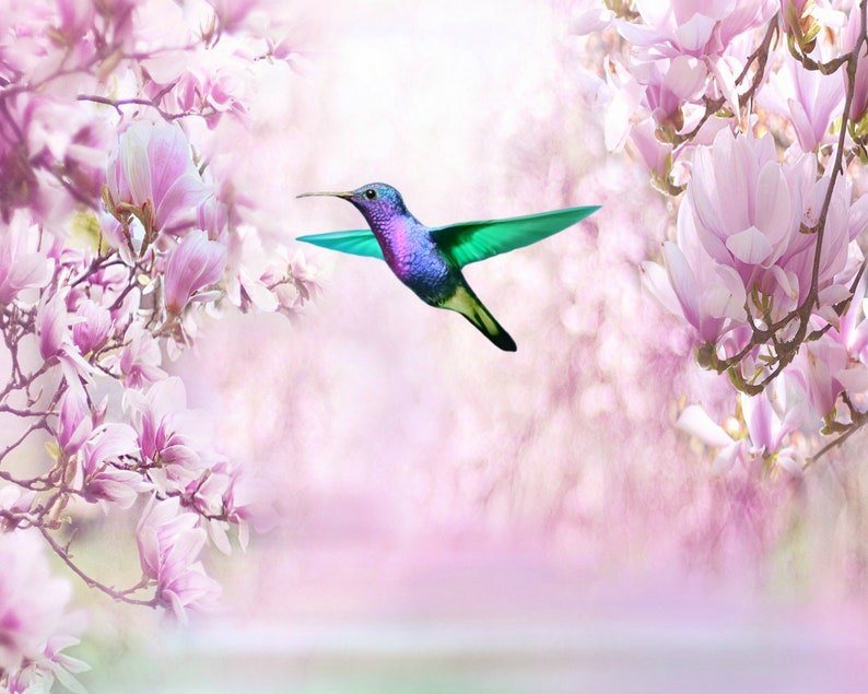 May include: A vibrant purple and green hummingbird flies through a field of pink magnolia blossoms.
