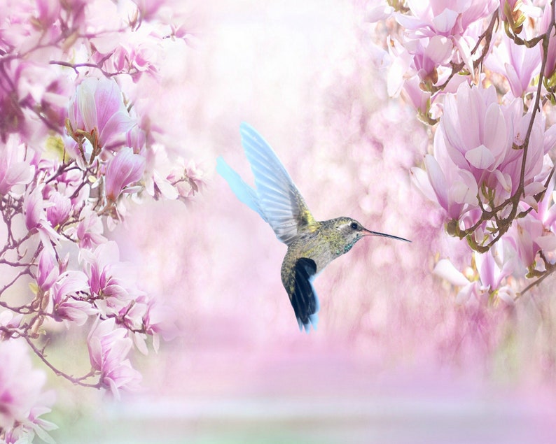 May include: A hummingbird with blue wings flies in front of a pink magnolia blossom tree. The background is a soft pink and white.