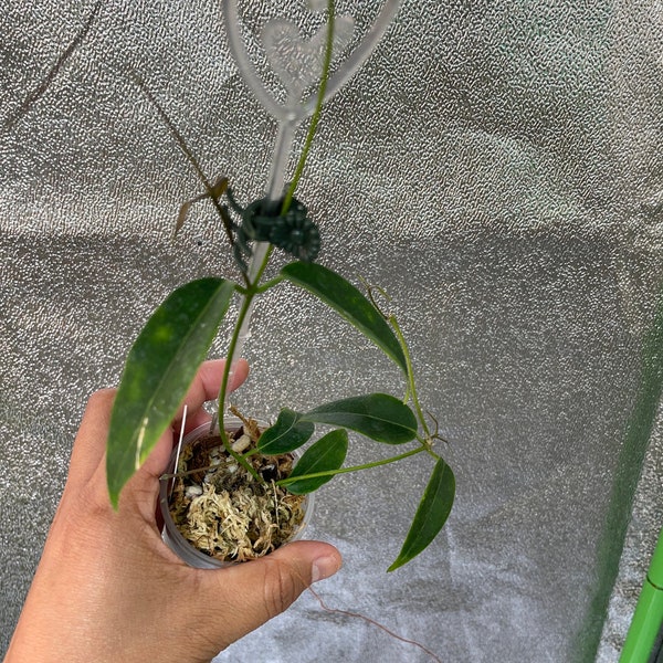 Hoya Dennisii (bloom pic from plantmama, with her permission)