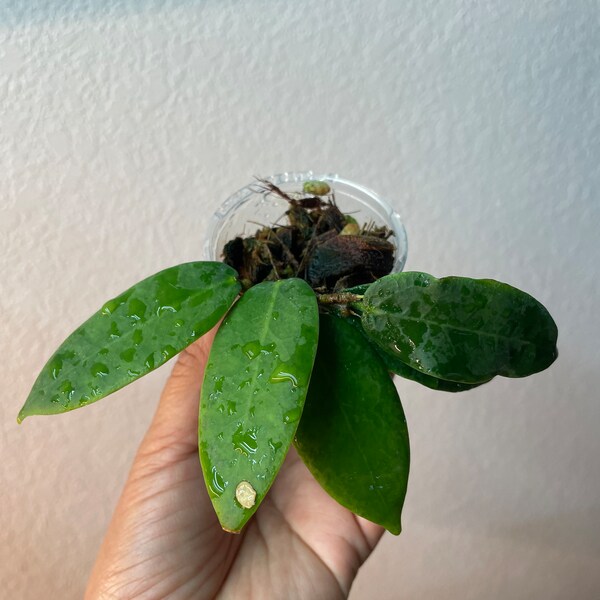 Hoya patella (probably white flower)