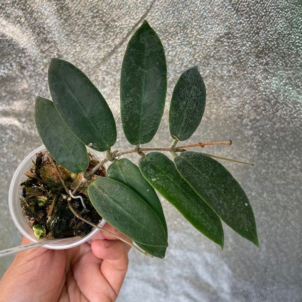 Hoya patella (pink)