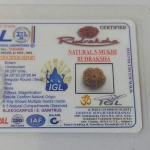 Collector size 5 Mukhi Rudraksha Bead Nepal Origin 24.5 mm Lab Certified