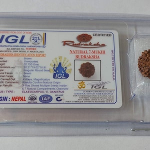 Natural 7 mukhi rudraksha nepal origin lab certified 20 mm bead size good quality