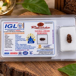 以下が含まれることがあります： 透明なプラスチック製の識別ホルダーに入った、茶色で楕円形の1ムキ・ルドラクシャのビーズ。証明書にはIGLのロゴ、天然由来であることの詳細、重量0.232グラム、寸法12.52 x 06.38 x 05.52 mmが記載されています。
