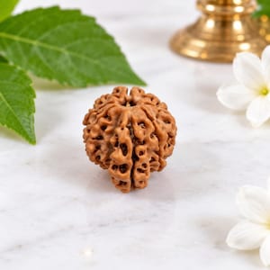 Puede incluir: Una cuenta rudraksha esférica de color marrón con una superficie profundamente texturizada y multifacética con surcos y crestas naturales. La semilla tiene un pequeño orificio central y un patrón orgánico complejo en todo su exterior.