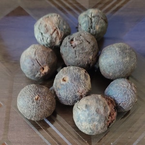 100% Original Rudraksha Bead Fruit from Nepal Holy lord shiva worship pack of 9 beads for good health and prosperity