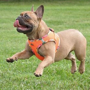 american-river-choke-free-harness-hawaiian-trim-sunset-orange-8884