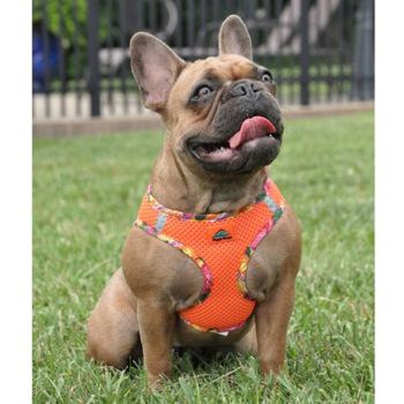 american-river-choke-free-harness-hawaiian-trim-sunset-orange-3914