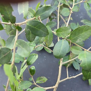 Yaupon Holly Leaves - Air Cured – Organic Harvested Wild  (2 oz)