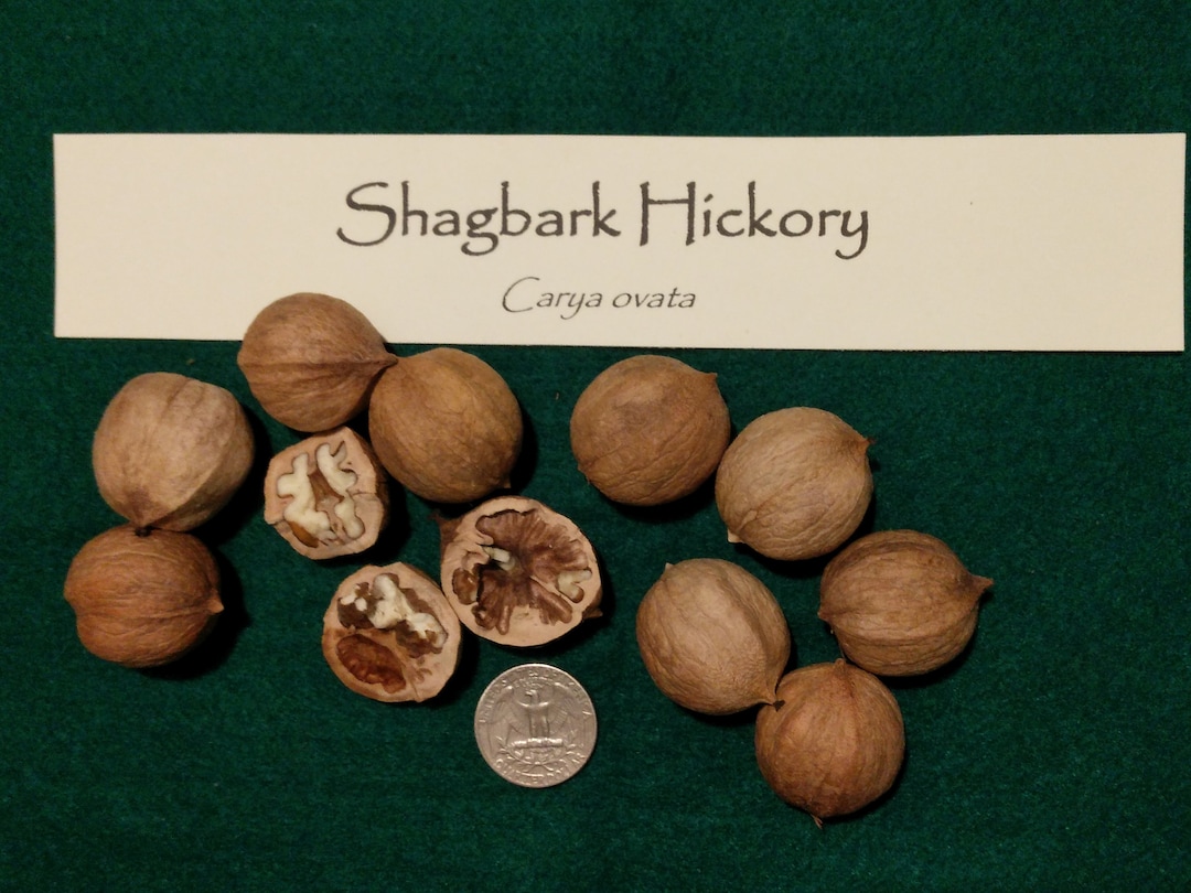 2023 Shagbark Hickory Nuts carya Ovata Personally Foraged & Float