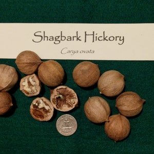 Premium Shagbark Hickory Nuts (Carya ovata) - Freshly Harvested, Organic Nuts for Gourmet Delights | High-Quality Culinary Treasures