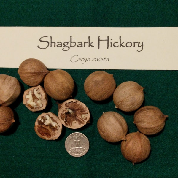 Premium Shagbark Hickory Nuts (Carya ovata) - Freshly Harvested, Organic Nuts for Gourmet Delights | High-Quality Culinary Treasures