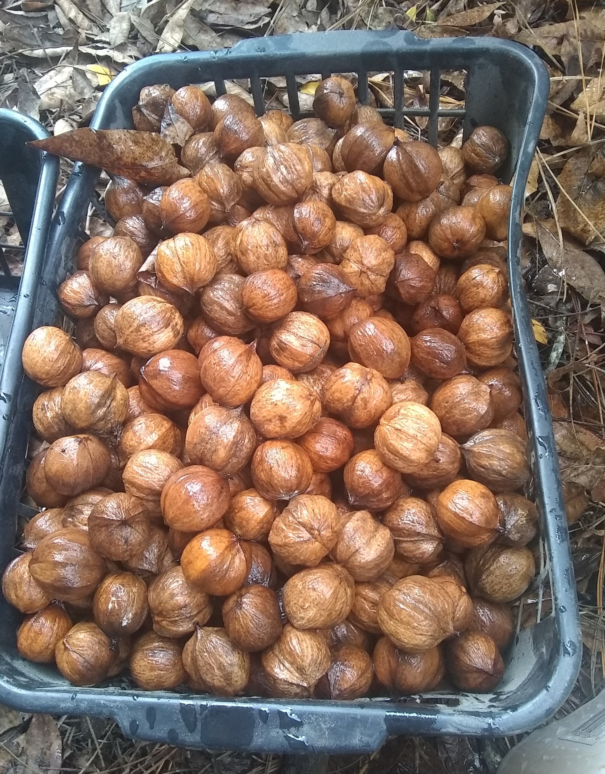 Fresh (2020 season) Southern Shellbark (King) Hickory Nuts (Qty. 25+)