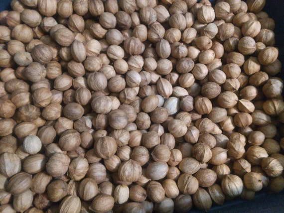 Hickory Nuts - Mix of 7 Species - Personally Foraged - Organically Wild & Sustainably Nuts