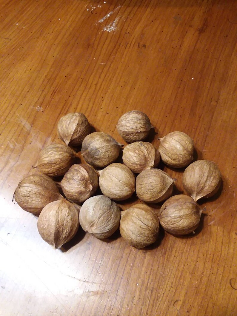 Fresh 2020 season Southern Shellbark King Hickory Nuts Etsy