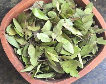 2oz Yaupon Holly Leaves - Air Cured – Organic Harvested Wild  (2 oz)