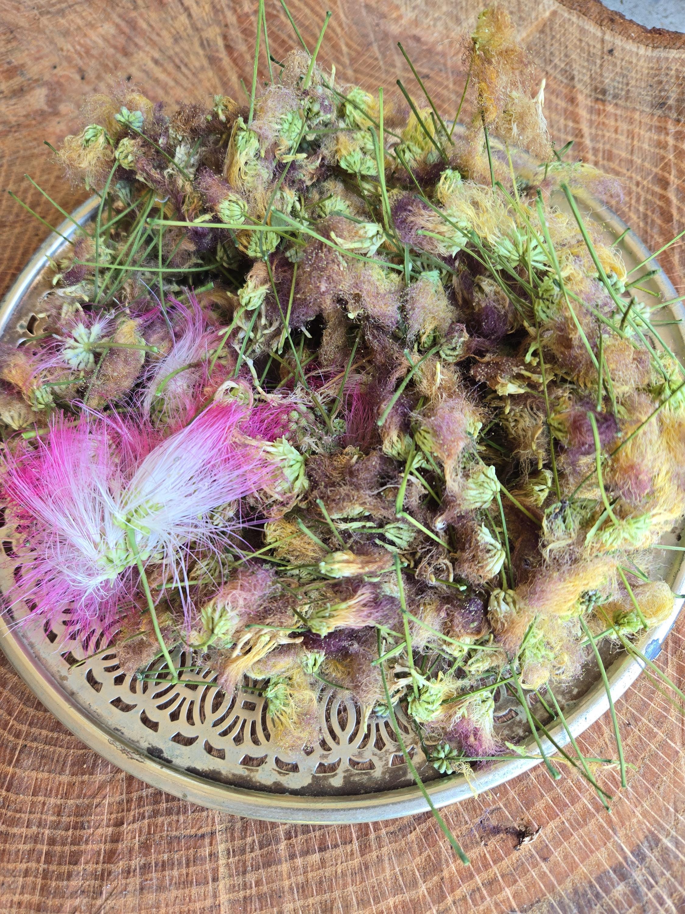 7 Grams Dried Mimosa Blossoms (albizia Julibrissin) ~ Foraged for