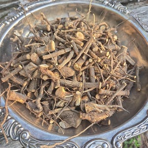 Wild Sassafras albidum Whole Root with Bark - Ethically & Sustainably Harvested by my hand for you.  Made by Mother Nature