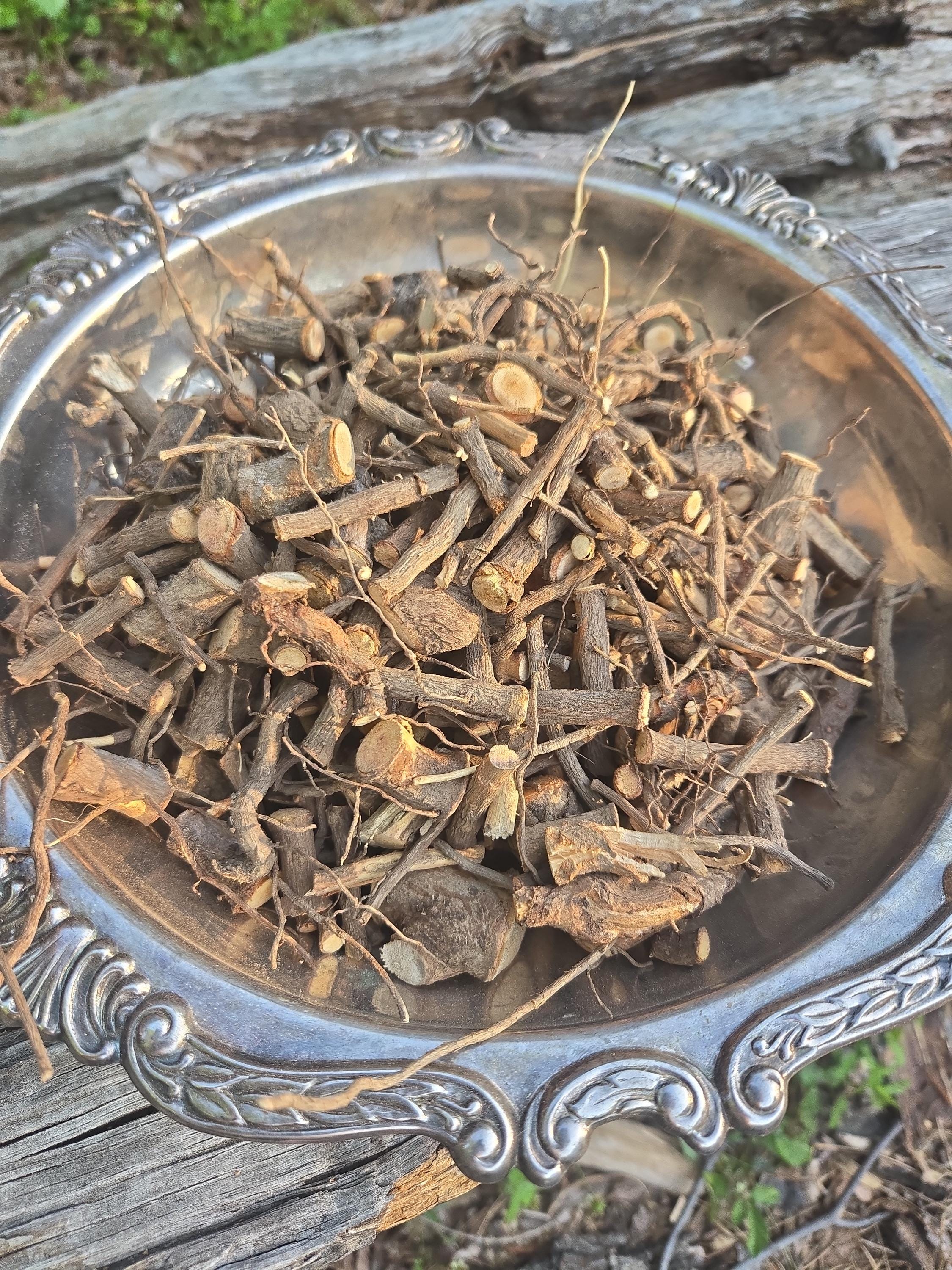 Sassafras Root ~ Air Dried Locally Sourced & Personally Foraged - Etsy