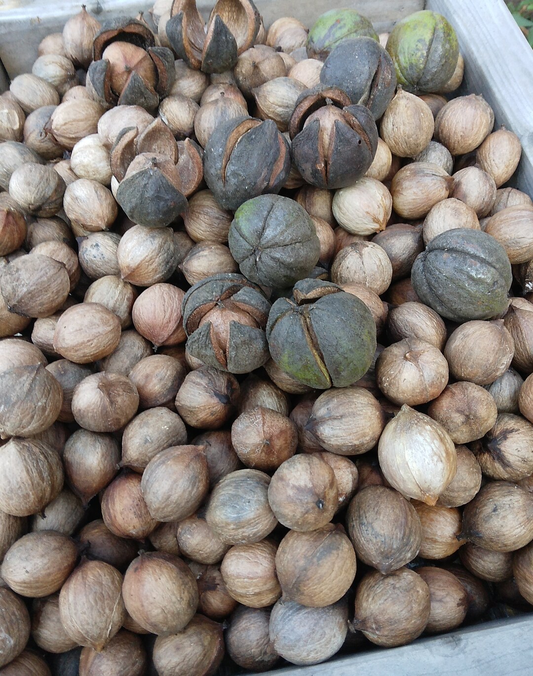 2023 Shagbark Hickory Nuts carya Ovata Personally Foraged & Etsy UK