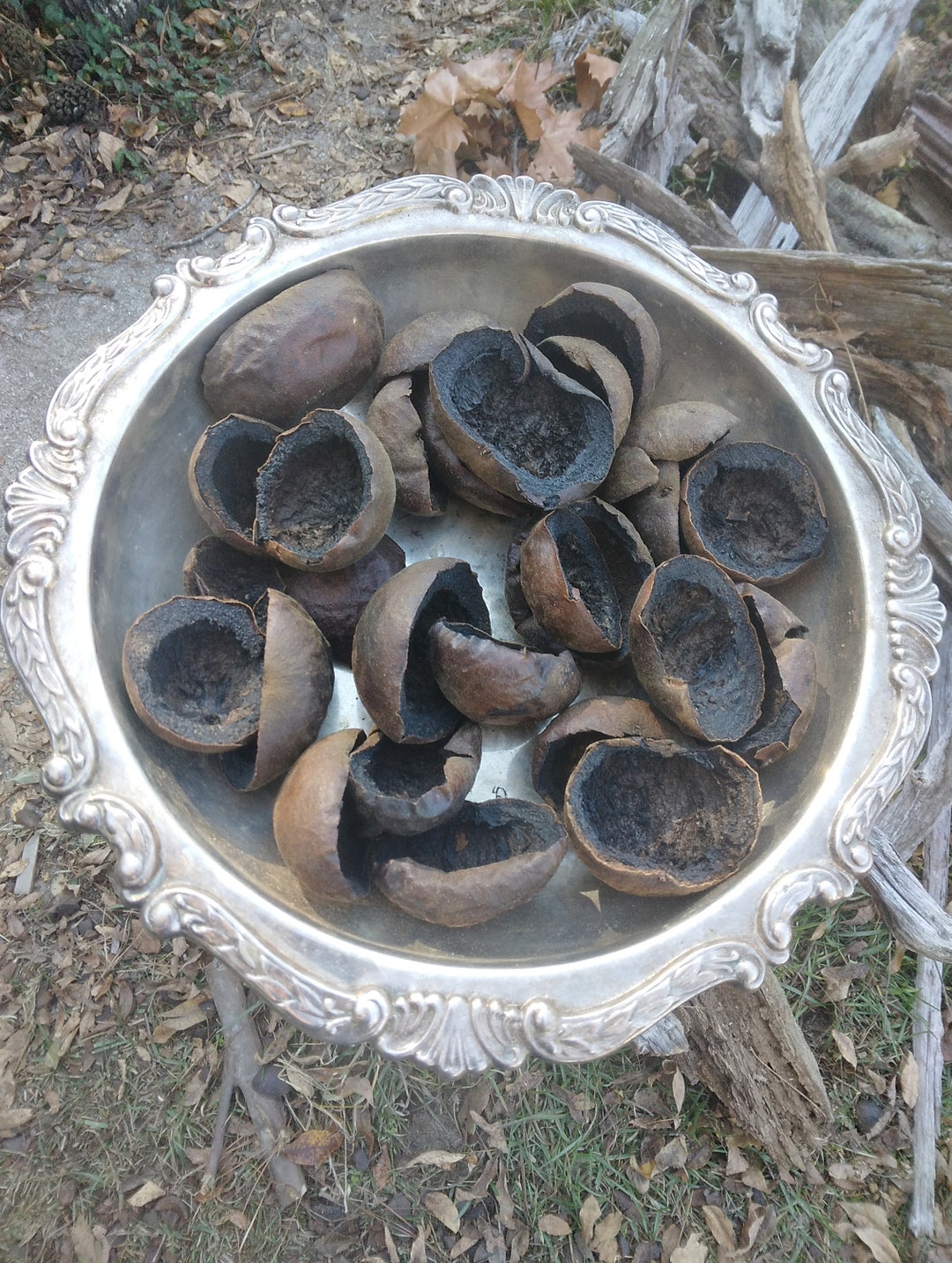 Black Walnut juglans Nigra Hull / Husks. Harvested Green & Etsy