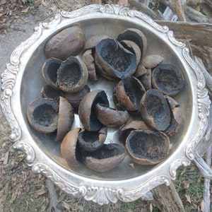 May include: A silver, ornate serving dish filled with halved, dark brown nuts. The interior of the nuts is black. The dish is set on a bed of dry leaves and twigs, suggesting a natural, rustic theme.