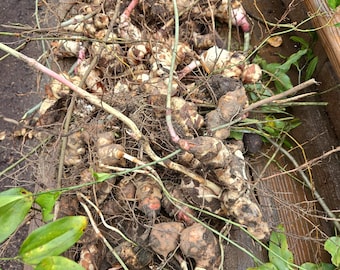 Fresh Smilax Rhizome (Greenbriar, Jackson Vine, Catbriar, Sarsaparilla) - Ready to Transplant