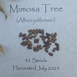 Mimosa Seeds (42) - Mimosa Tree (Albizia julibrissin) Personally Foraged for you from the Wilds of SC | Tree of Happiness, Persian Silk Tree