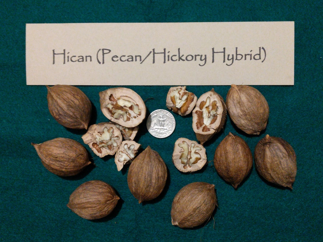 2023 Hican Nuts pecan/hickory Hybrid Personally Foraged & Float Tested