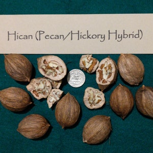 2023 Hican Nuts (Pecan/Hickory Hybrid) Personally Foraged & Float Tested. Organically Wild and Sustainably Nuts. Sold by the Pound