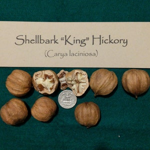 2023 Shellbark "King" Hickory Nuts (Carya laciniosa) Personally Foraged & Float Tested. Organically Wild Sustainably Nuts. Sold by the Pound