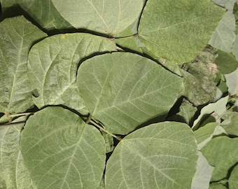 Kudzu Leaf (Pueraria montana) Freshly Harvested by hand and air dried in the shade.  Rabbit Crack - Pet Treats - Isopod Kibble