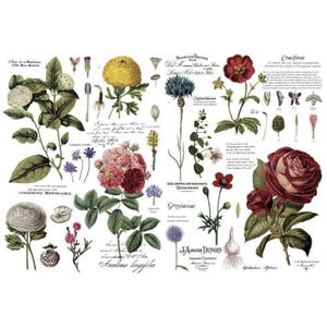 ReDesign VINTAGE BOTANICO Trasferimento