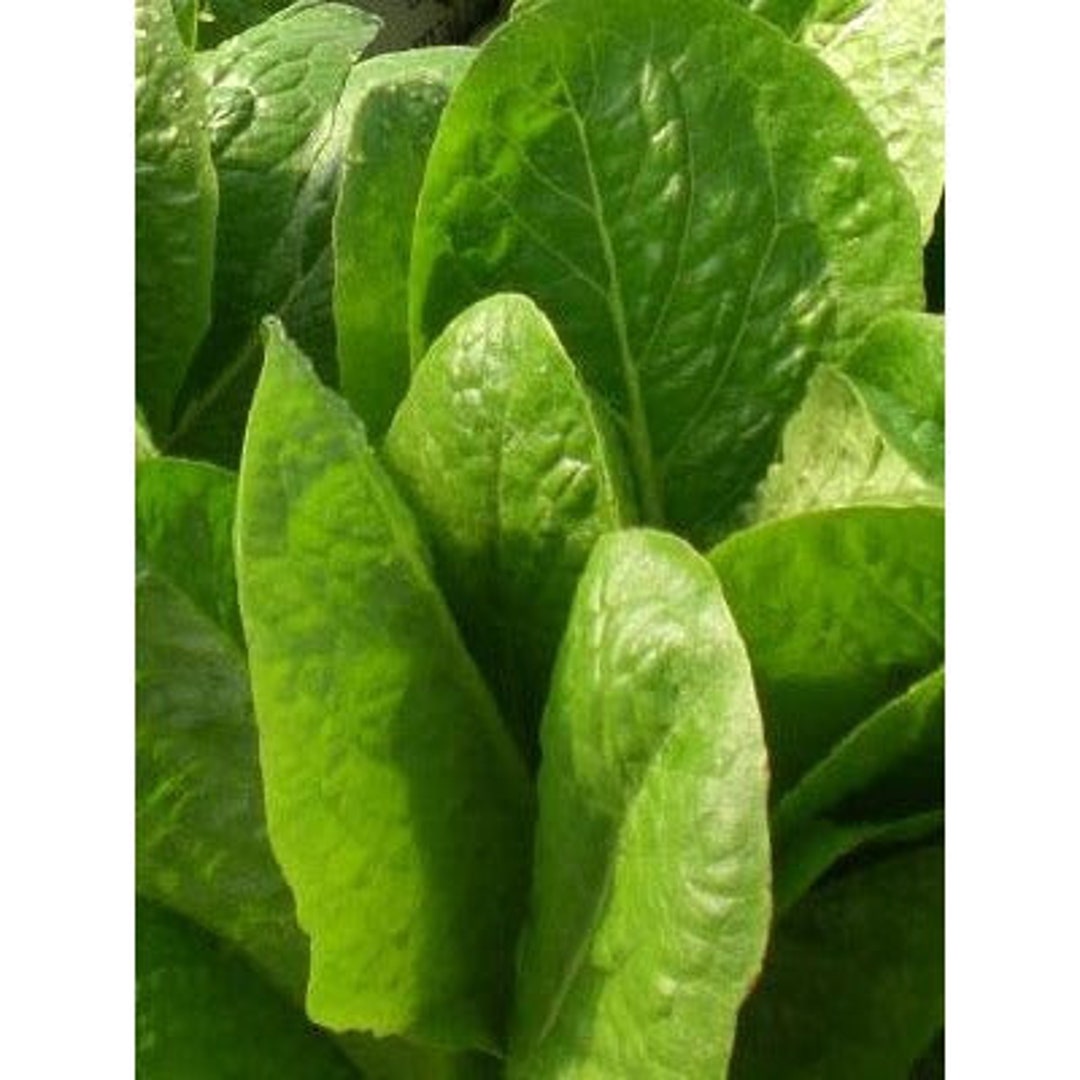 Romaine Lettuce Jericho 200 Seeds Etsy