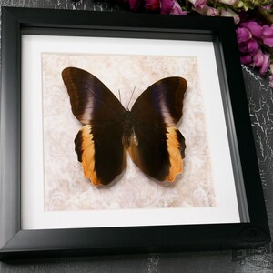 May include: A framed butterfly specimen with brown, black, and orange wings. The butterfly is mounted on a white background with a delicate floral pattern.