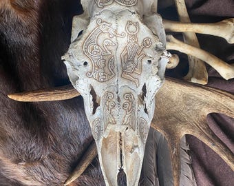Audhumla moose skull