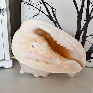 Pode incluir: Uma grande concha branca com um acabamento liso e brilhante. A concha tem uma grande abertura e uma borda texturizada de cor marrom.