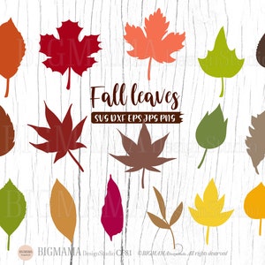 Fall leaves SVG,DXF,Print,Autumn Leaves,Fall Leaf,Maple,Cut files,Cricut,Bundle,Silhouette,Digital,Instant download Illustration_CF81