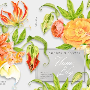 Aquarel bloem clipart, vlam lelie boeket, bloemstukken. Bruiloft Clipart. Oranjeroze tropische bloemen. Gratis commercieel gebruik, png