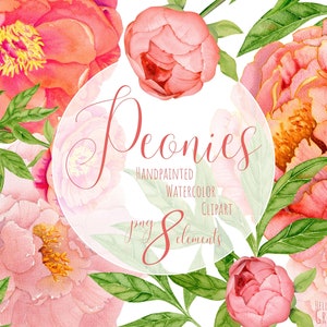 Watercolor peonies clipart. Boho Hand painted Watercolour floral clipart. Wedding invitation. Free commercial use. Individual elements. PNG.