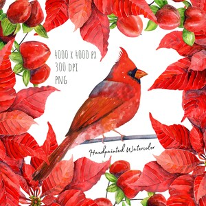 Clipart de pássaro cardeal em aquarela. Clip-art de Natal pintado à mão. Coroa de poinsétia. Uso comercial. Download instantâneo. Arquivos png imprimíveis.