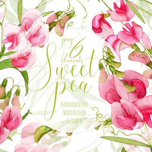 Zoete erwten clipart. Aquarel bloemen clipart. Handgeschilderde roze zomerbloemen. Bruiloft Clipart. Gratis commercieel gebruik. Direct downloaden. PNG.